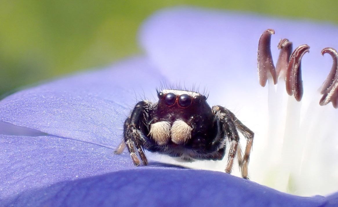 Makrooptagelse af insekt optaget med OM TG7, illustrere at kameraets makro og mikroskopfunktioer.